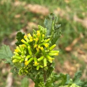 Senecio biserratus at Barrington Tops National Park - 18 Dec 2023