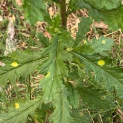 Senecio biserratus at Barrington Tops National Park - 18 Dec 2023