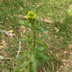 Senecio biserratus at Barrington Tops National Park - 18 Dec 2023