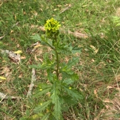 Senecio biserratus at Barrington Tops National Park - 18 Dec 2023 05:35 PM
