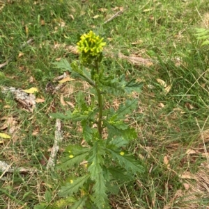 Senecio biserratus at Barrington Tops National Park - 18 Dec 2023 05:35 PM