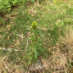 Senecio biserratus at Barrington Tops National Park - 18 Dec 2023 05:35 PM