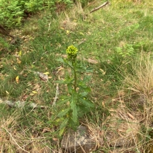 Senecio biserratus at Barrington Tops National Park - 18 Dec 2023