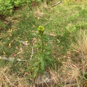 Senecio biserratus at Barrington Tops National Park - 18 Dec 2023 05:35 PM