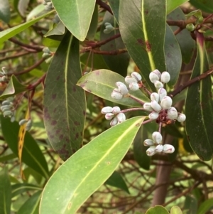 Tasmannia purpurascens at Barrington Tops National Park - 18 Dec 2023