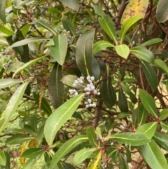 Tasmannia purpurascens at Barrington Tops National Park - suppressed