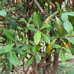 Tasmannia purpurascens at Barrington Tops National Park - suppressed