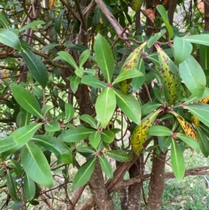 Tasmannia purpurascens at Barrington Tops National Park - suppressed