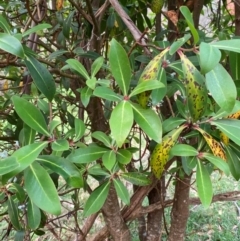 Tasmannia purpurascens at Barrington Tops National Park - 18 Dec 2023