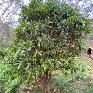 Tasmannia purpurascens at Barrington Tops National Park - suppressed