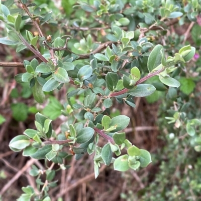 Leptospermum argenteum (Mt Royal Tea Tree) at Moonan Brook, NSW - 18 Dec 2023 by Tapirlord