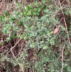 Leptospermum argenteum at Barrington Tops National Park - 18 Dec 2023 05:35 PM