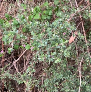 Leptospermum argenteum at Barrington Tops National Park - 18 Dec 2023 05:35 PM