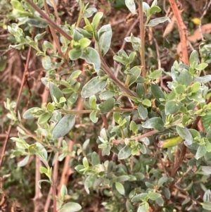 Leptospermum argenteum at Barrington Tops National Park - 18 Dec 2023