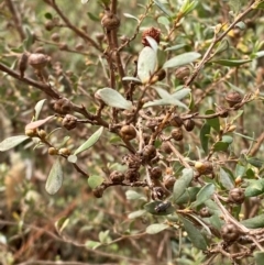Leptospermum argenteum at Barrington Tops National Park - 18 Dec 2023 05:35 PM