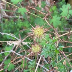 Acaena novae-zelandiae (Bidgee Widgee) at Moonan Brook, NSW - 18 Dec 2023 by Tapirlord