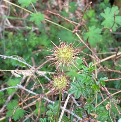 Acaena novae-zelandiae (Bidgee Widgee) at Moonan Brook, NSW - 18 Dec 2023 by Tapirlord