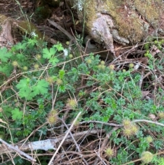 Acaena novae-zelandiae at Barrington Tops National Park - 18 Dec 2023