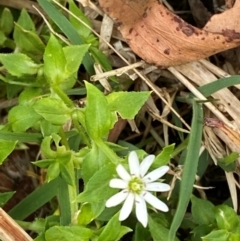 Stellaria flaccida (Forest Starwort) at Moonan Brook, NSW - 18 Dec 2023 by Tapirlord