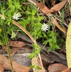 Stellaria flaccida at Barrington Tops National Park - 18 Dec 2023