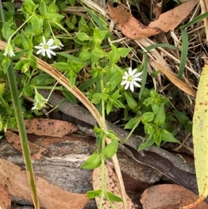 Stellaria flaccida at Barrington Tops National Park - 18 Dec 2023 05:33 PM