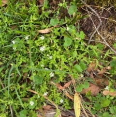 Stellaria flaccida at Barrington Tops National Park - 18 Dec 2023 05:33 PM