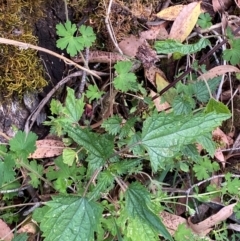 Urtica incisa (Stinging Nettle) at Barrington Tops National Park - 18 Dec 2023 by Tapirlord