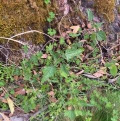 Urtica incisa at Barrington Tops National Park - 18 Dec 2023