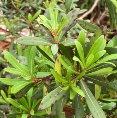 Tasmannia glaucifolia (Fragent Pepperbush) at Barrington Tops National Park - 18 Dec 2023 by Tapirlord
