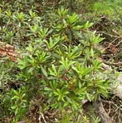 Tasmannia glaucifolia at Barrington Tops National Park - suppressed