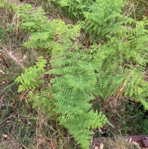 Histiopteris incisa at Barrington Tops National Park - suppressed