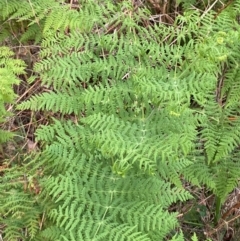 Histiopteris incisa at Barrington Tops National Park - 18 Dec 2023