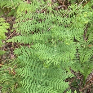 Histiopteris incisa at Barrington Tops National Park - suppressed