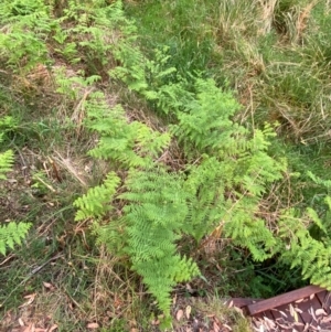 Histiopteris incisa at Barrington Tops National Park - suppressed