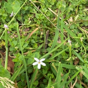 Lobelia pedunculata at Barrington Tops National Park - 18 Dec 2023