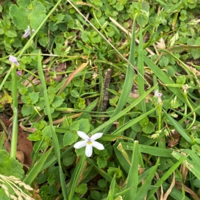 Lobelia pedunculata (Matted Pratia) at Moonan Brook, NSW - 18 Dec 2023 by Tapirlord