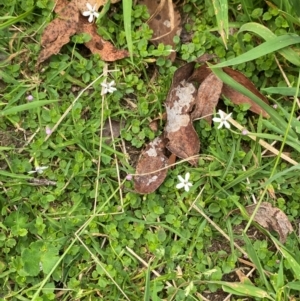 Lobelia pedunculata at Barrington Tops National Park - 18 Dec 2023