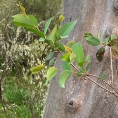Eucalyptus stellulata (Black Sally) at Moonan Brook, NSW - 18 Dec 2023 by Tapirlord
