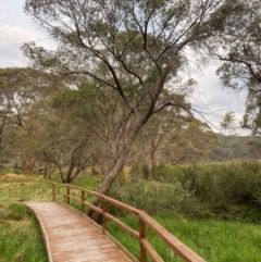 Eucalyptus stellulata at Barrington Tops National Park - 18 Dec 2023