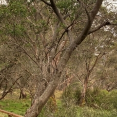 Eucalyptus stellulata at Barrington Tops National Park - 18 Dec 2023 05:29 PM