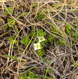 Mitrasacme serpyllifolia at Barrington Tops National Park - 18 Dec 2023