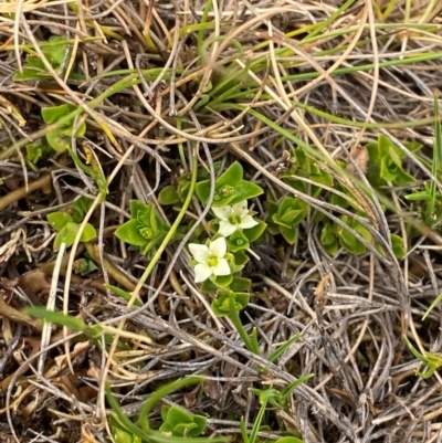 Mitrasacme serpyllifolia (Thyme Mitrewort) at Moonan Brook, NSW - 18 Dec 2023 by Tapirlord