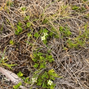 Mitrasacme serpyllifolia at Barrington Tops National Park - 18 Dec 2023 05:26 PM