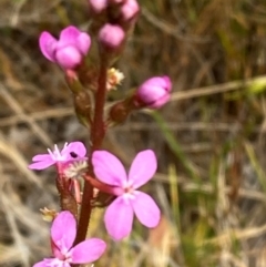 Stylidium graminifolium (Grass Triggerplant) at Moonan Brook, NSW - 18 Dec 2023 by Tapirlord