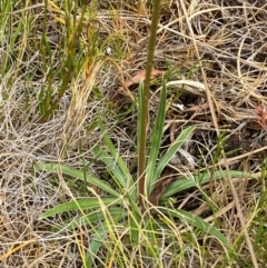 Stylidium graminifolium at Barrington Tops National Park - 18 Dec 2023