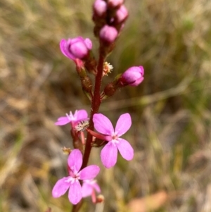 Stylidium graminifolium at Barrington Tops National Park - 18 Dec 2023 05:26 PM