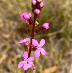 Stylidium graminifolium at Barrington Tops National Park - 18 Dec 2023