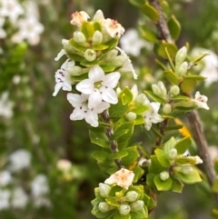 Epacris rhomibifolia (Mountain Coral Heath) at Moonan Brook, NSW - 18 Dec 2023 by Tapirlord