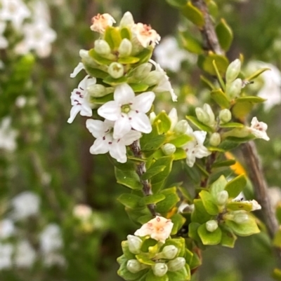 Epacris rhomibifolia (Mountain Coral Heath) at Moonan Brook, NSW - 18 Dec 2023 by Tapirlord