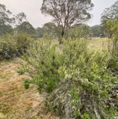 Epacris rhomibifolia at Barrington Tops National Park - 18 Dec 2023